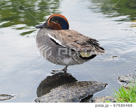 静岡県　蓮華寺池のコガモ　7月 67680466