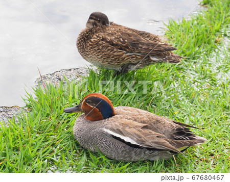 静岡県　蓮華寺池のコガモ　7月 67680467