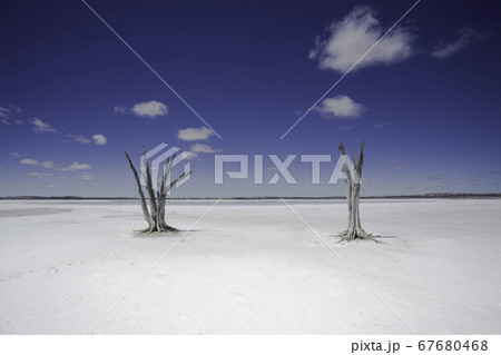 夏のソルトレイクに立つ面白い木々 エスペランス オーストラリア 夏のソルトレイクに立つ面白い木々 エスペランス オーストラリア 67680468