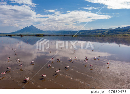 Aerial Shot. A flock of lesser flamingos Flying Above Brown Salt Water of Lake Natron with Ol Doinyo Lengai Volcano on Background. Tanzania, East Africa Aerial Shot. A flock of lesser flamingos Flying Above Brown Salt Water of Lake Natron with Ol Doinyo Lengai Volcano on Background. Tanzania, East Africa 67680473