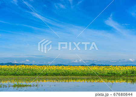 兵庫県・ひまわりの丘公園　小野市　夏イメージ 67680644