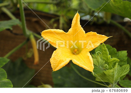 花 かぼちゃの花 植物 67680699