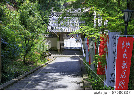 松尾寺　満開のカサブランカ 67680837