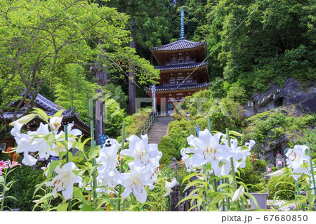 松尾寺 満開のカサブランカ 松尾寺 満開のカサブランカ 67680850