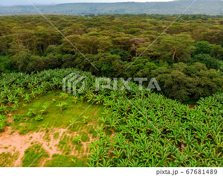 Aerial view on banana plantation bordered wit a Primal Virgin Forest of Manyara National Park Concervation Area in East Africa, Tanzania Aerial view on banana plantation bordered wit a Primal Virgin Forest of Manyara National Park Concervation Area in East Africa, Tanzania 67681489
