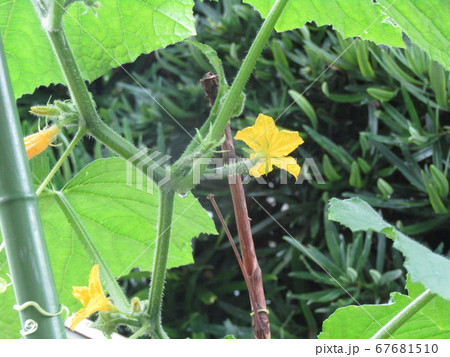 家庭菜園の胡瓜の黄色い花 67681510