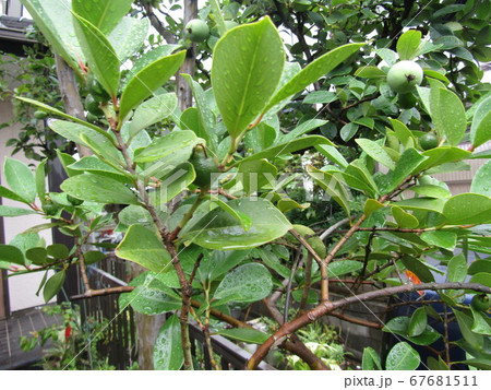 まだまだ未熟なトロピカルフルーツヒメグァバの実 まだまだ未熟なトロピカルフルーツヒメグァバの実 67681511