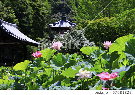 三室戸寺 境内に咲く蓮花 三室戸寺 境内に咲く蓮花 67681825