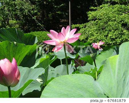 満開になった千葉公園のオオガハスの桃色の花 満開になった千葉公園のオオガハスの桃色の花 67681879