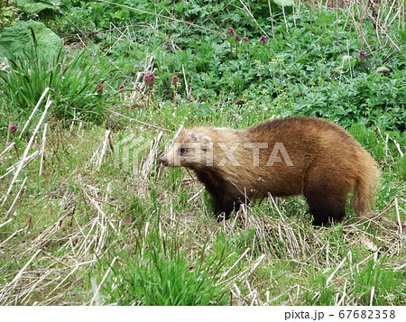 餌を探すアナグマ 餌を探すアナグマ 67682358