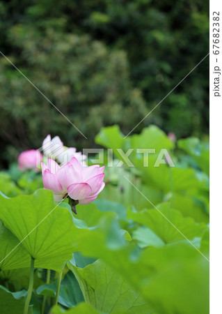 ピンク色のハスの花 67682382