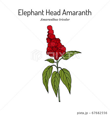 Elephant-head amaranth Amaranthus gangeticus, or tricolor , medicinal plant 67682556