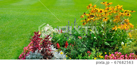 Lush flower beds in the summer garden. A bright Lush flower beds in the summer garden. A bright 67682563
