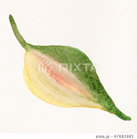 autumn leaf hand painted by watercolour paints 67682885