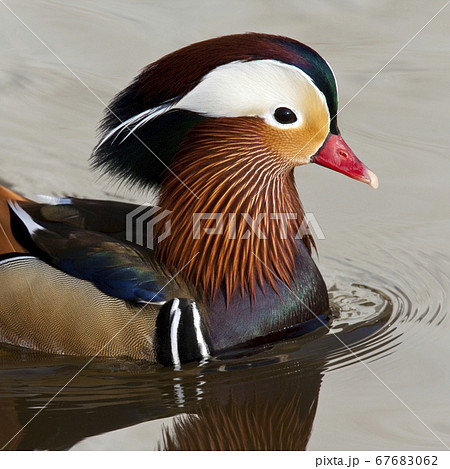Mandarin Duck (Aix galericulata) 67683062