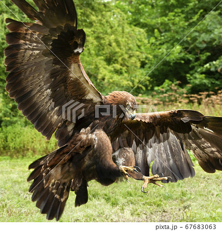 Golden Eagle (Aquila chrysaetos) 67683063