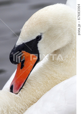 Male Mute Swan - Cygnus olor Male Mute Swan - Cygnus olor 67683064