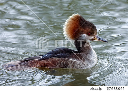 Hooded Merganser (Lophodytes cucullatus) 67683065