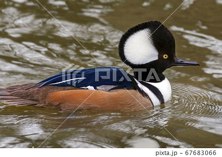 Male Hooded Merganser (Lophodytes cucullatus) 67683066