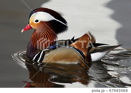 The Mandarin Duck (Aix galericulata) 67683068