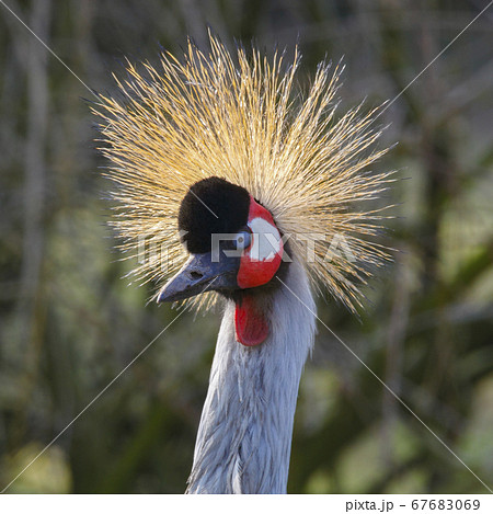 Grey Crowned Crane (Balearica regulorum) 67683069