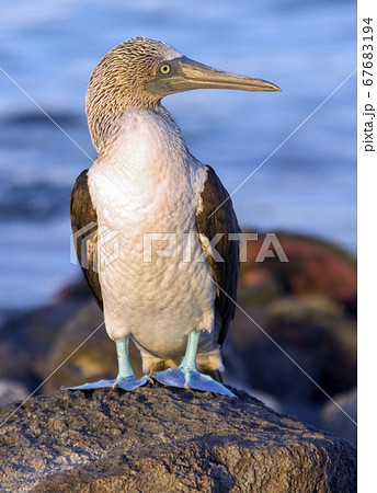 Blue-footed Booby - Galapagos Islands 67683194