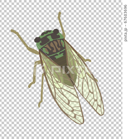 シンプルなヒグラシのイラストのイラスト素材