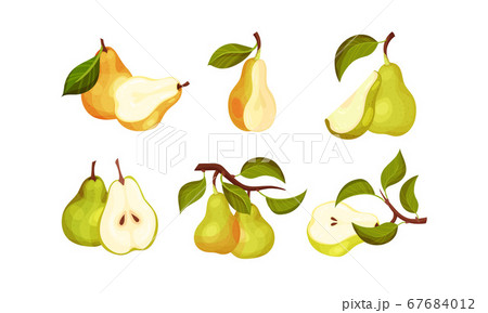 Pomaceous Pear Fruit with Upper End of Flower Stalk and Green Fibrous Leaf Vector Set 67684012