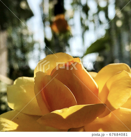 Blooming flower with leaves, living natural nature Blooming flower with leaves, living natural nature 67684081