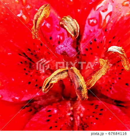 Blooming flower with leaves, living natural nature 67684116