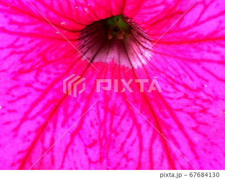 Blooming flower with leaves, living natural nature 67684130