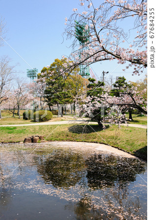 三好公園の桜 67684255