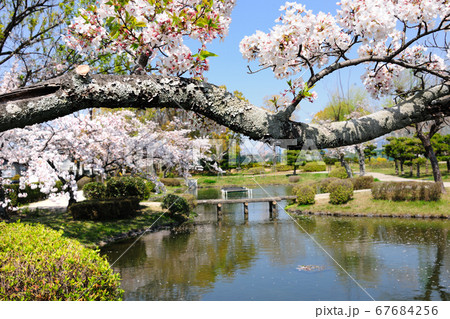 三好公園の桜 67684256