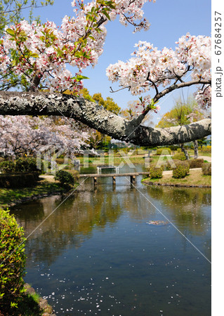 三好公園の桜 67684257