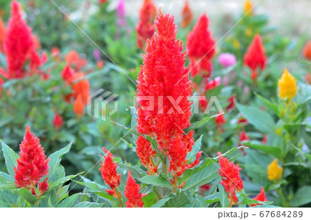 ケイトウの花 67684289