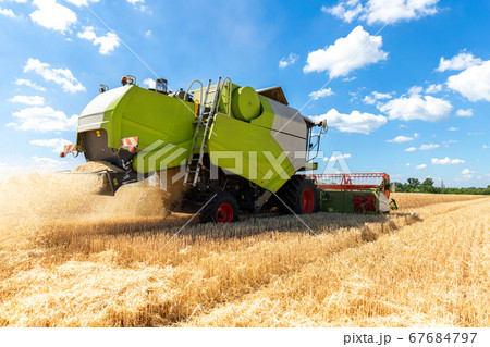Down back view Big powerful industrial combine harvester machine reaping golden ripe wheat cereal field on bright summer or autumn day. Agricultural yellow field machinery landscape background 67684797