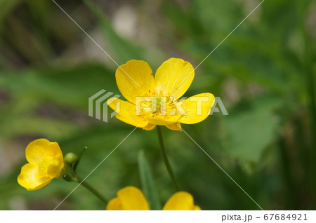 春の白山、ミヤマキンポウゲ 67684921