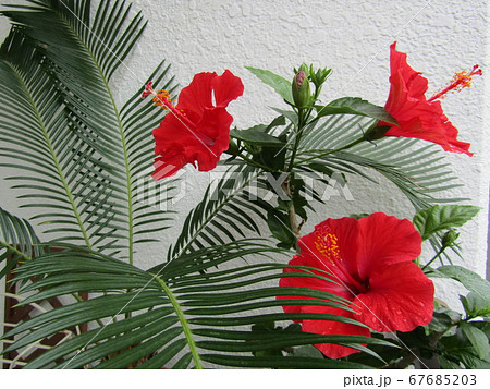 赤いハイビスカス 南国と言えば定番の花 夏はやっぱりこれですね の写真素材