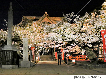紀三井寺　満開の桜　ライトアップ　和歌山 67685575