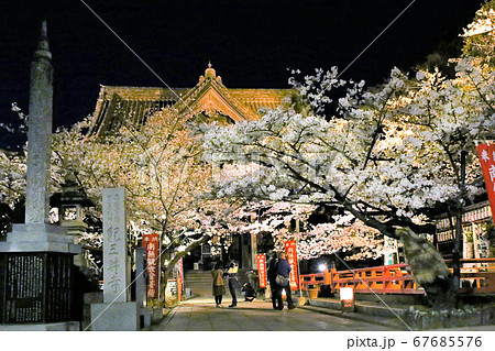 紀三井寺 満開の桜 ライトアップ 和歌山のイラスト素材