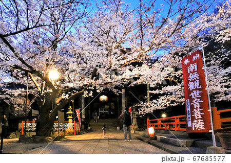 紀三井寺 満開の桜 ライトアップ 和歌山のイラスト素材