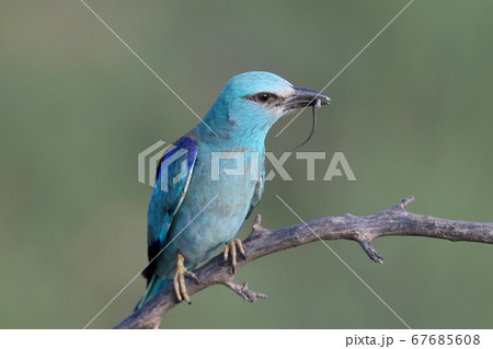 European roller (Coracias garrulus) and prey 67685608