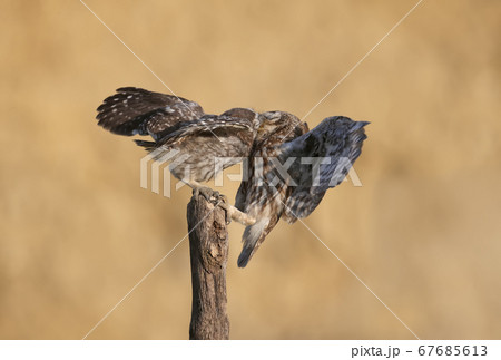 Amazing moments of feeding little owl chicks 67685613