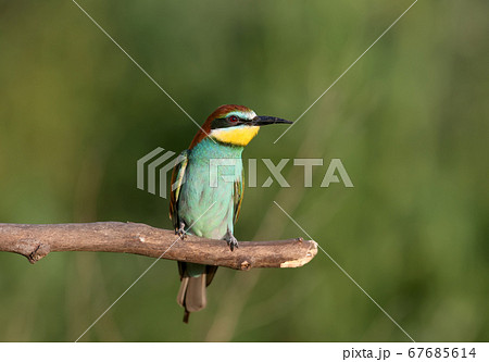 Evening bee-eater 67685614