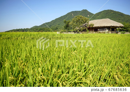 ウェアム民俗村 農地 農業 67685636