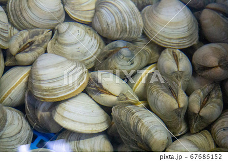 ホンビノス 67686152