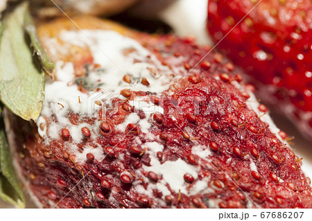 spoiled red strawberries 67686207