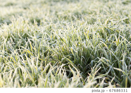 wheat planted for winter 67686331