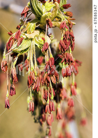 spring maple tree spring maple tree 67686347