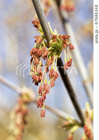 a maple tree blooming 67686348